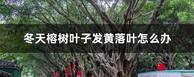 冬季榕树叶子发黄掉叶怎么办（冬天榕树叶子发黄落叶怎么办）