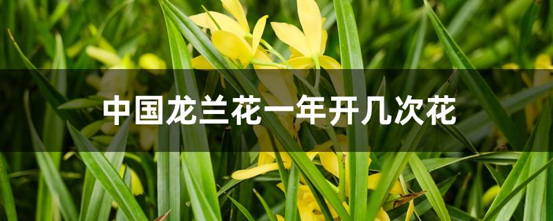 中国龙兰花什么时候开花（中国龙兰花一年开几次花）