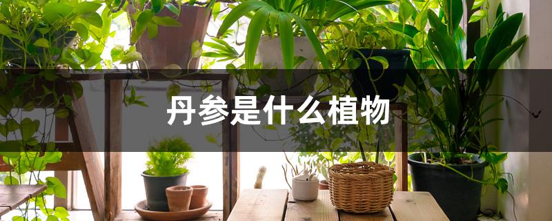 丹参是什么植物的根（丹参是什么植物）