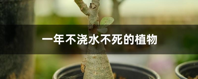 （一年不浇水不死的植物）