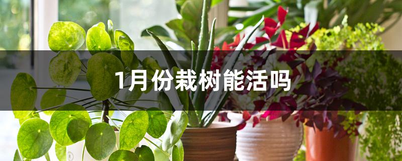 一月份种树能活吗（1月份栽树能活吗）