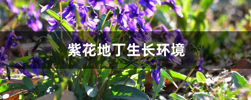 紫花地丁生长在什么地方（紫花地丁生长环境）