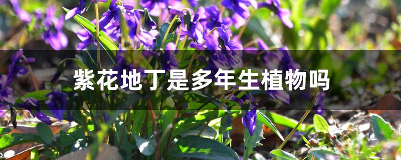 紫花地丁生长在什么地方（紫花地丁是多年生植物吗）