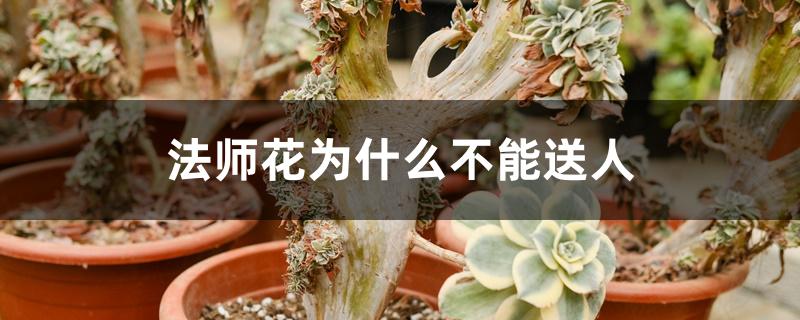 法师花对人的影响（法师花为什么不能送人）