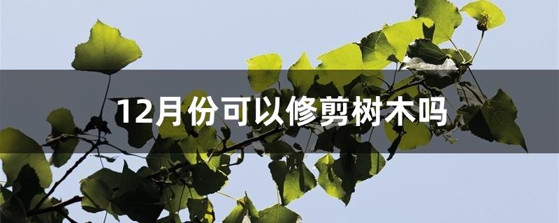 12月份可以修剪树枝吗（12月份可以修剪树木吗）