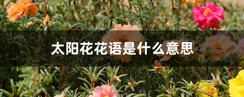 （太阳花花语是什么意思）