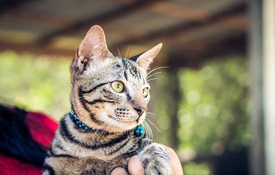 （猫咪怀孕能吃驱虫药吗）