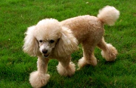 怎样训练幼犬握手（如何训练小型贵宾犬握手）