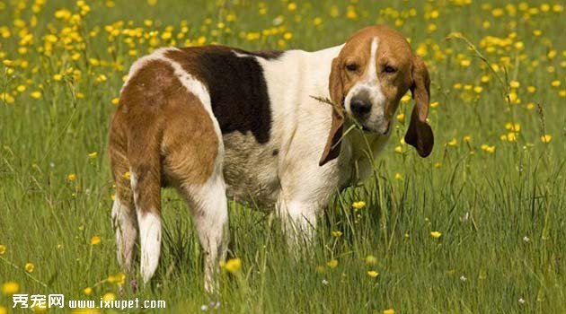 （阿图瓦猎犬的饲养方式及外形特征）