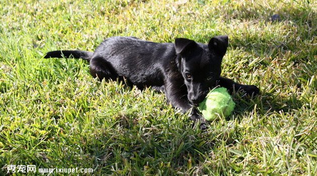 （小型葡萄牙波登可犬训练方法_多少钱一只）