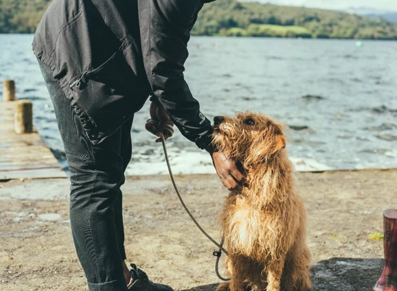 了解一下狂犬病（狂犬病这些知识你了解多少）