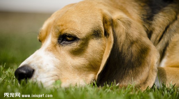 猎兔犬怎样训练逮兔子（猎兔犬怎么训练,好养吗_图片|多少钱一只）