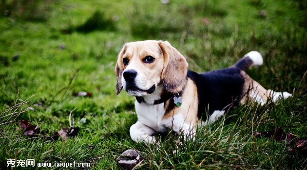 猎兔犬怎样训练逮兔子（猎兔犬怎么训练,好养吗_图片|多少钱一只）