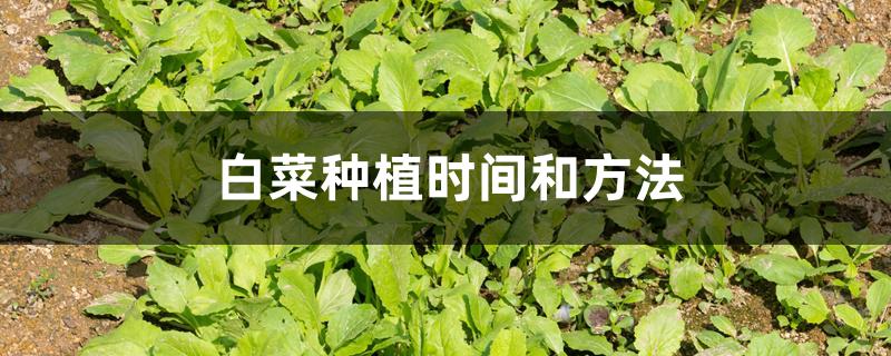 露天春白菜种植时间和方法（白菜种植时间和方法）