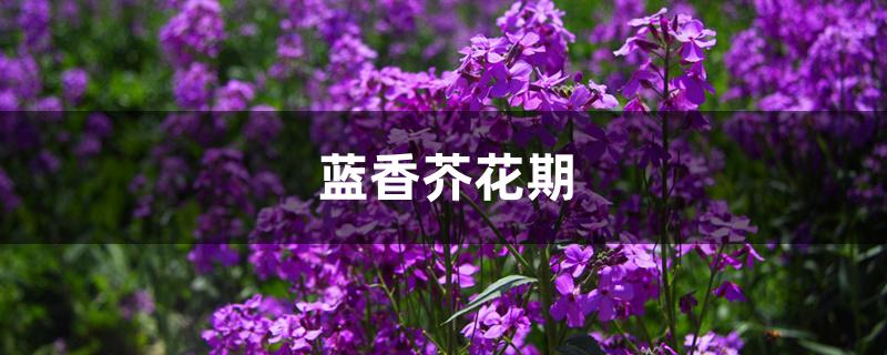 蓝香芥花期几月（蓝香芥花期）