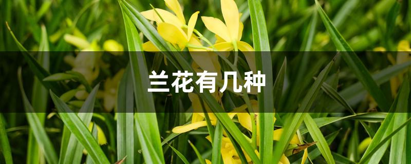 兰花有几种品种（兰花有几种）