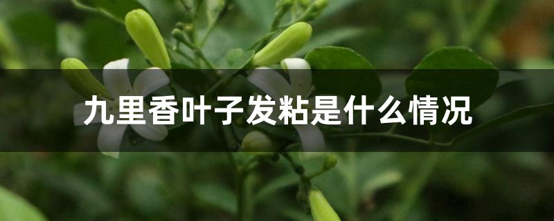 九里香叶子上黏黏的东西（九里香叶子发粘是什么情况）