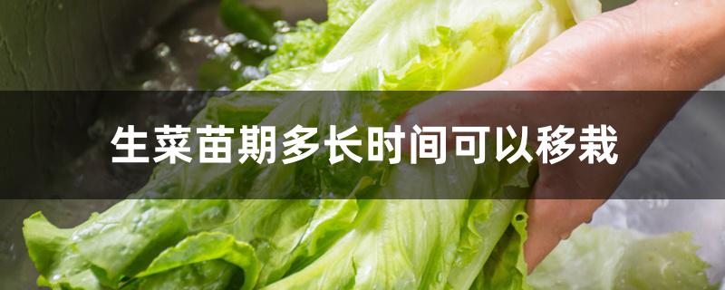 生菜多久可以移栽（生菜苗期多长时间可以移栽）