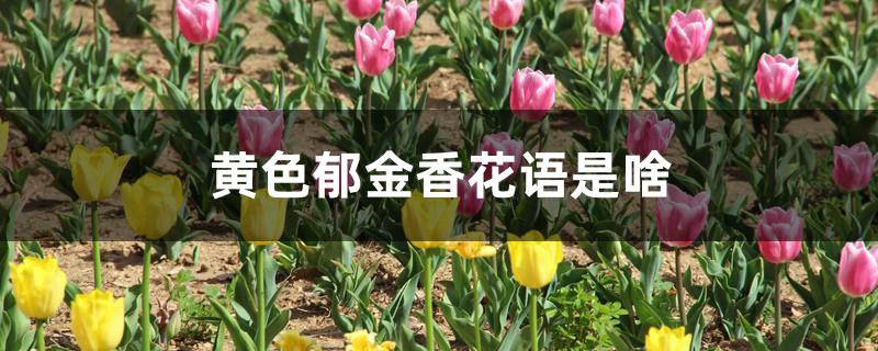 黄色郁金香花语是什么（黄色郁金香花语是啥）