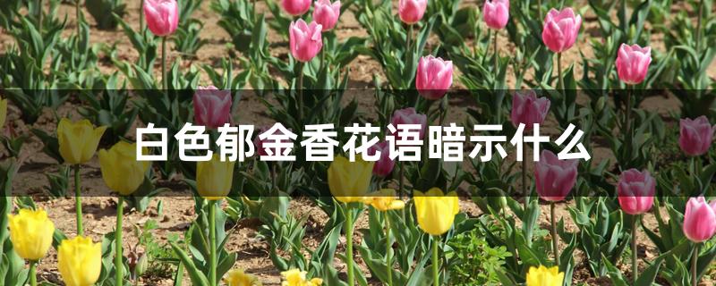 10支白色郁金香花语暗示什么（白色郁金香花语暗示什么）