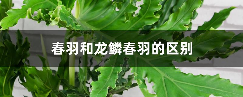 春羽带龙鳞和不带龙鳞的区别（春羽和龙鳞春羽的区别）