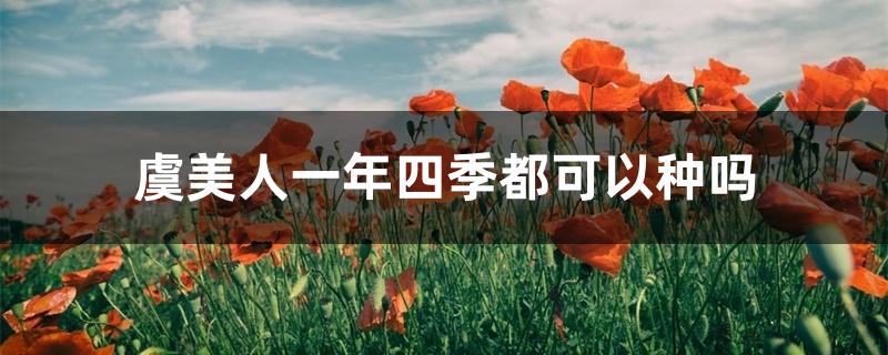 虞美人冬季可以种吗（虞美人一年四季都可以种吗）