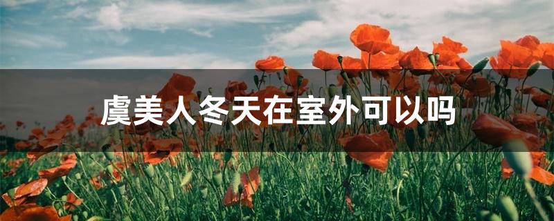 虞美人冬天可以种吗?（虞美人冬天在室外可以吗）