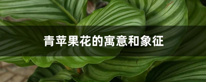 青苹果植物的寓意和象征（青苹果花的寓意和象征）