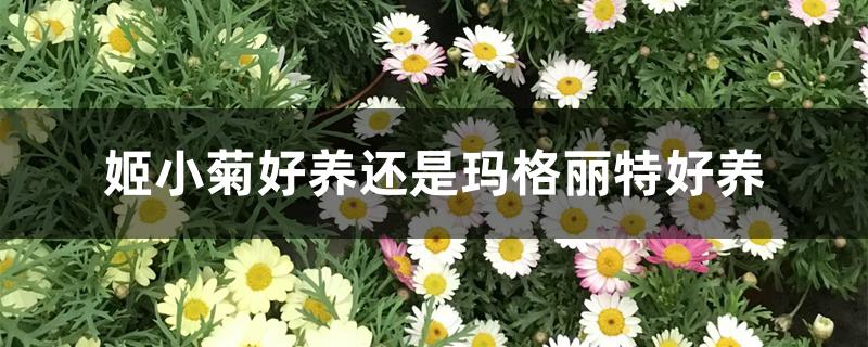 姬小菊和玛格丽特啥区别（姬小菊好养还是玛格丽特好养）