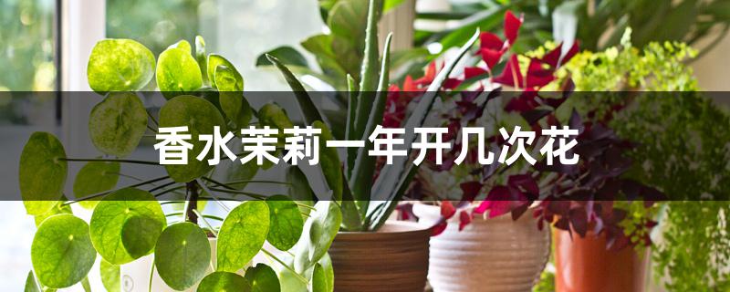 法国香水茉莉一年开几次花（香水茉莉一年开几次花）