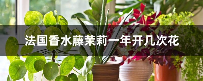 法国香水藤茉莉什么时候开花（法国香水藤茉莉一年开几次花）