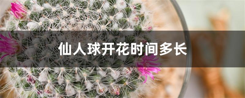 仙人球开花时间多长凋谢后（仙人球开花时间多长）