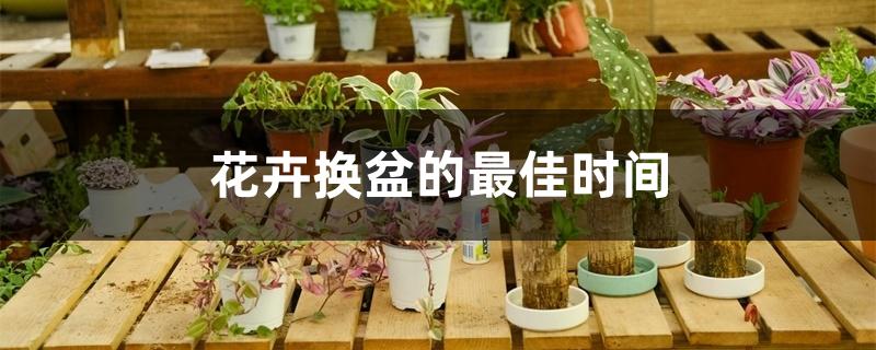 花卉什么时间换盆最好（花卉换盆的最佳时间）