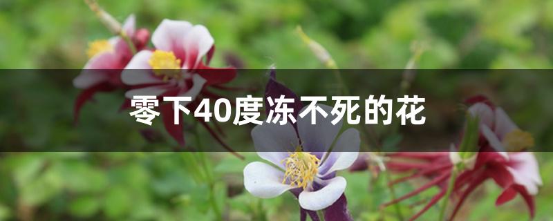 零下40度冻不死的花盆栽（零下40度冻不死的花）