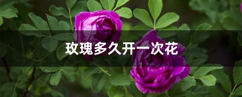 盆栽玫瑰多久开一次花（玫瑰多久开一次花）