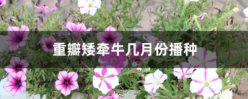 重瓣矮牵牛花什么时候播种（重瓣矮牵牛几月份播种）