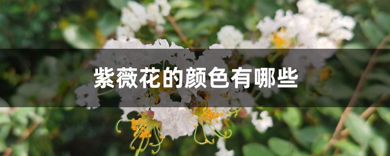 紫薇花有什么颜色（紫薇花的颜色有哪些）