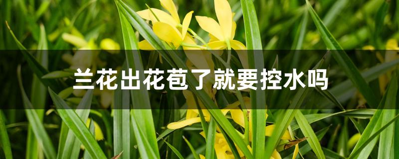 兰花有花苞了能浇水吗（兰花出花苞了就要控水吗）