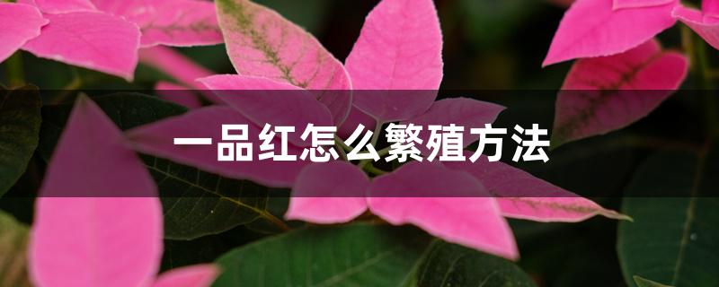 一品红如何繁殖（一品红怎么繁殖方法）