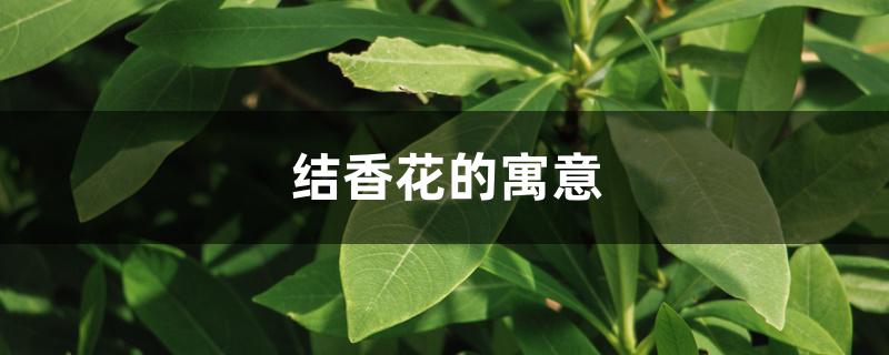 结香花的寓意和风水（结香花的寓意）