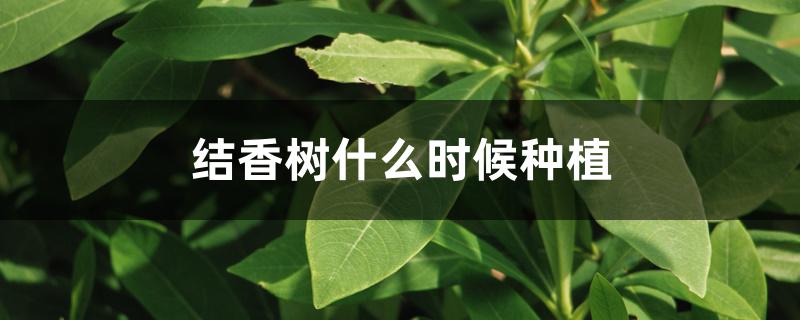 结香树什么时候开花（结香树什么时候种植）