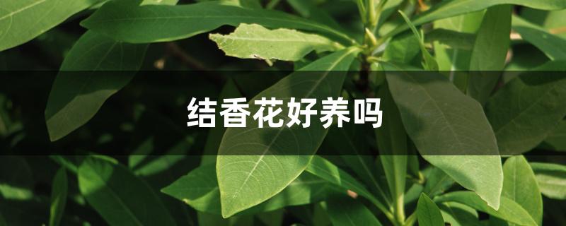 结香花怎么养（结香花好养吗）