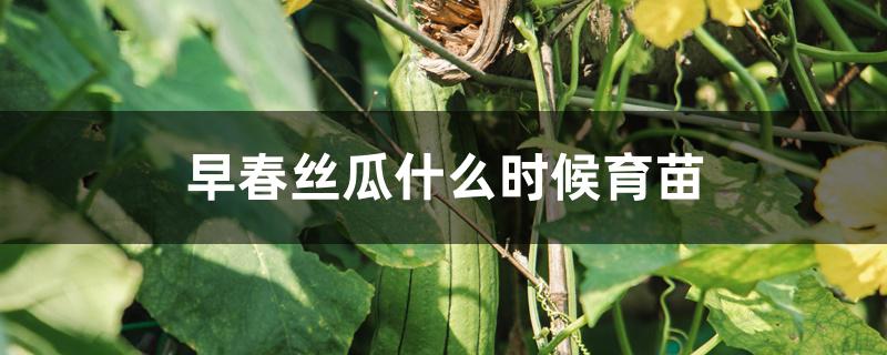 早春丝瓜什么时间播种（早春丝瓜什么时候育苗）