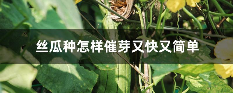 丝瓜怎么催芽（丝瓜种怎样催芽又快又简单）