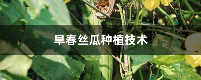 早春丝瓜高产种植技术（早春丝瓜种植技术）