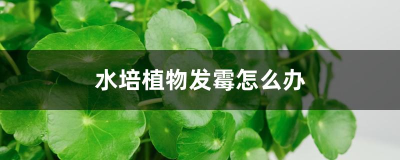 （水培植物发霉怎么办）