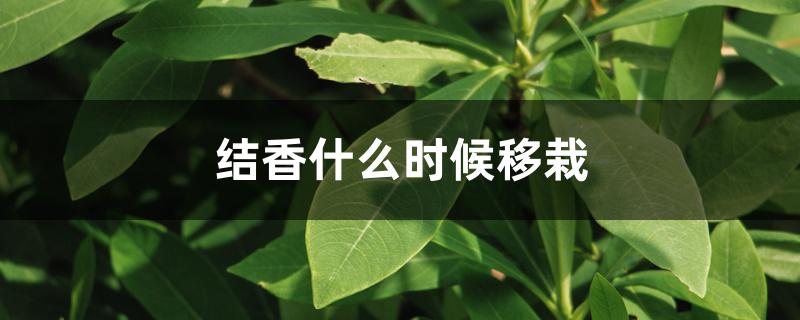 结香什么时候移栽成活率高（结香什么时候移栽）