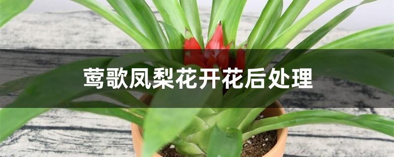 莺歌凤梨花开花后处理视频（莺歌凤梨花开花后处理）