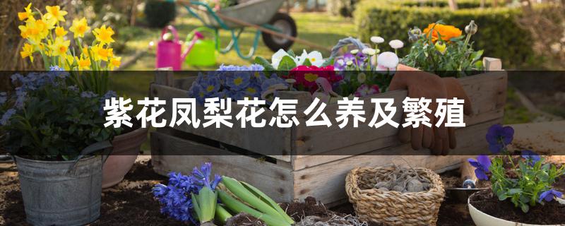 紫花凤梨的繁殖方法（紫花凤梨花怎么养及繁殖）