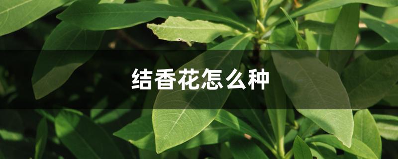 结香花怎么种植（结香花怎么种）